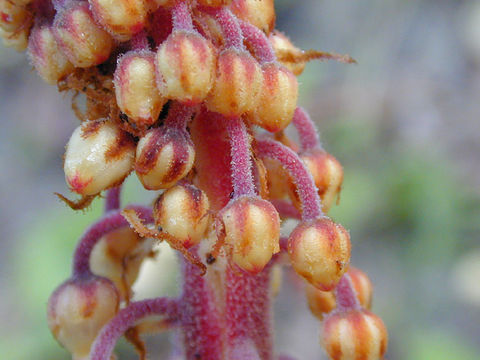 Image of woodland pinedrops