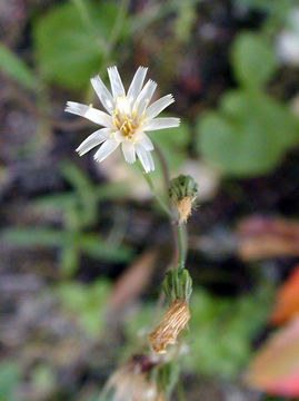 Image of white hawkweed