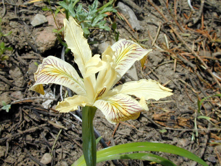 Image of yellowleaf iris
