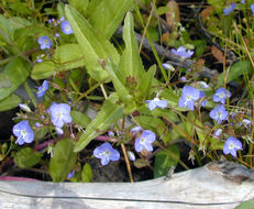 Image of American speedwell