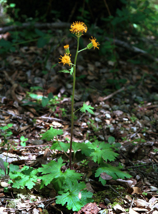 Image de Cacaliopsis nardosmia (A. Gray) A. Gray