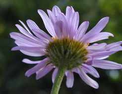 Image de Erigeron aliceae Howell