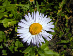 Image de Erigeron aliceae Howell