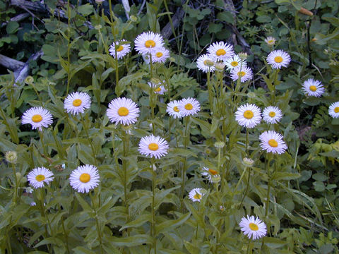 Image de Erigeron aliceae Howell