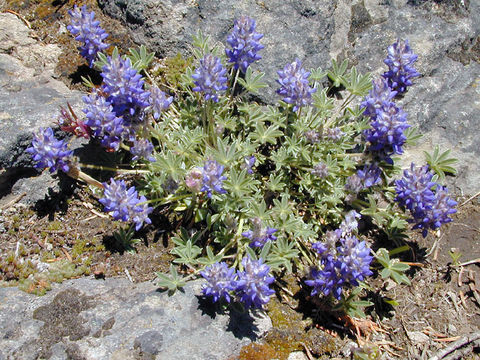 Imagem de Lupinus lepidus Lindl.