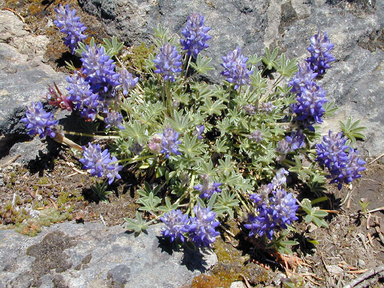 Image of Pacific lupine