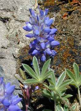 Image of Pacific lupine