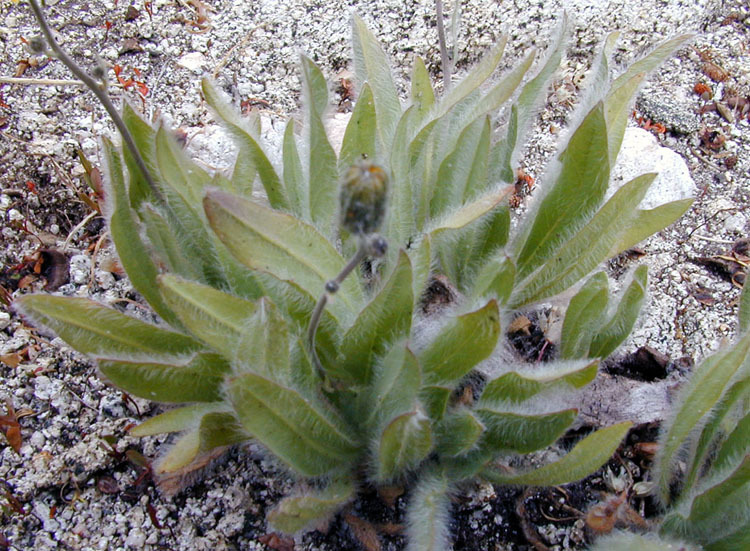 Image de <i>Hieracium horridum</i>