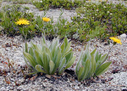 Image de <i>Hieracium horridum</i>