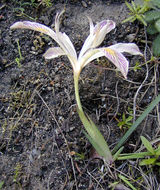 Plancia ëd Iris chrysophylla Howell