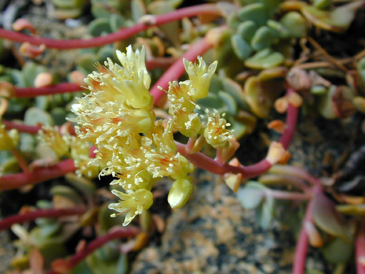 Sivun Sedum oregonense (S. Wats.) M. E. Peck kuva