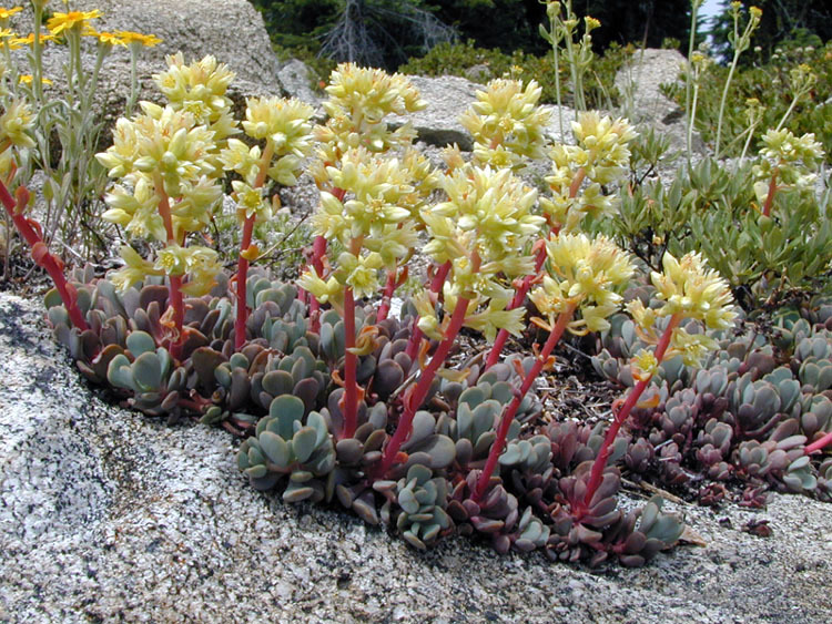 Sivun Sedum oregonense (S. Wats.) M. E. Peck kuva