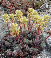 Sivun Sedum oregonense (S. Wats.) M. E. Peck kuva