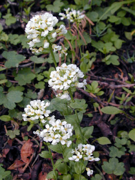 Image of Noccaea coloradensis (Rydb.) Holub