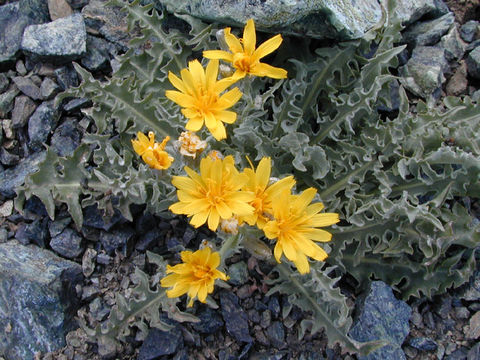 Image of largeflower hawksbeard