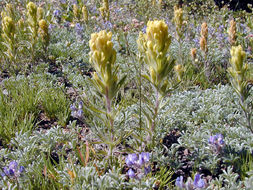 Image of cobwebby Indian paintbrush