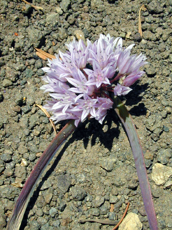Image de Allium siskiyouense Ownbey ex Traub