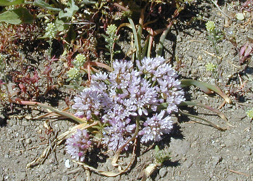 Image of Siskiyou onion