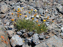 Image de Erigeron bloomeri A. Gray