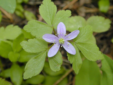 Image of Blue Windflower