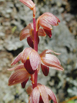 Image de Corallorhize striée