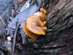 Image of western jack-o'-lantern mushroom