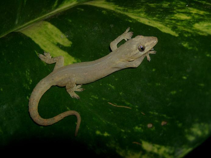 Image of Common House Gecko