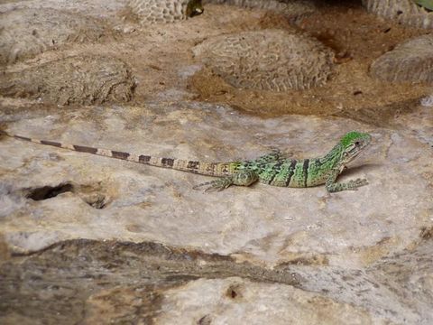 Image of Black Iguana