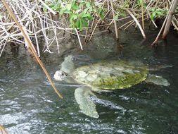 Plancia ëd Chelonia mydas (Linnaeus 1758)