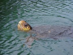 Image of Loggerhead Turtle