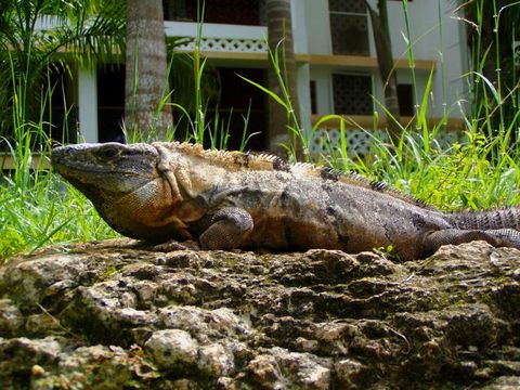 Image of Black Iguana