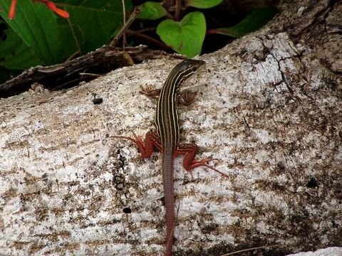 Image of Yucatan whiptail