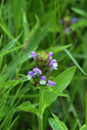 صورة Prunella vulgaris subsp. lanceolata (W. P. C. Barton) Piper & Beattie