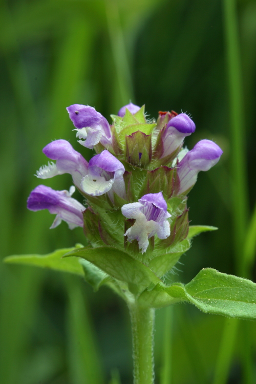 صورة Prunella vulgaris subsp. lanceolata (W. P. C. Barton) Piper & Beattie