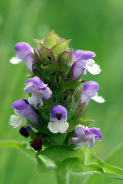 Image of lance selfheal