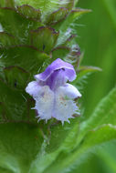 صورة Prunella vulgaris subsp. lanceolata (W. P. C. Barton) Piper & Beattie