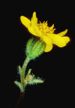 Image of tarweed