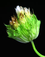 Image of cup clover