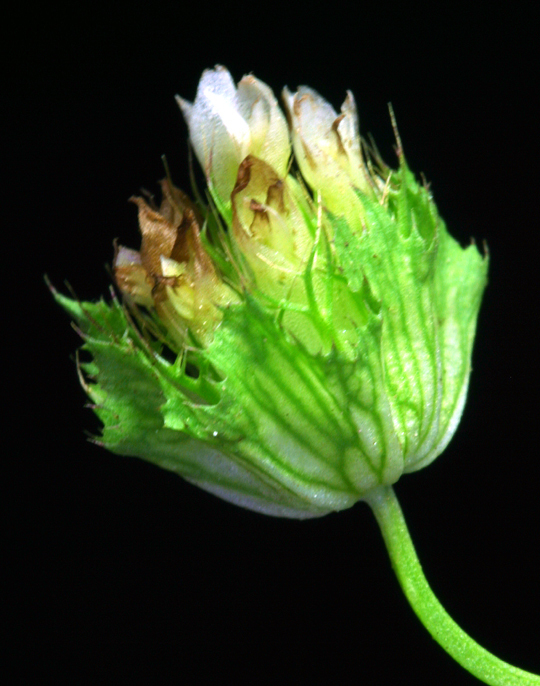 Слика од Trifolium cyathiferum Lindl.