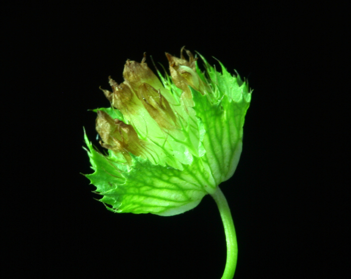 Image of cup clover