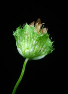 Image of cup clover