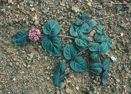 Image of serpentine milkweed