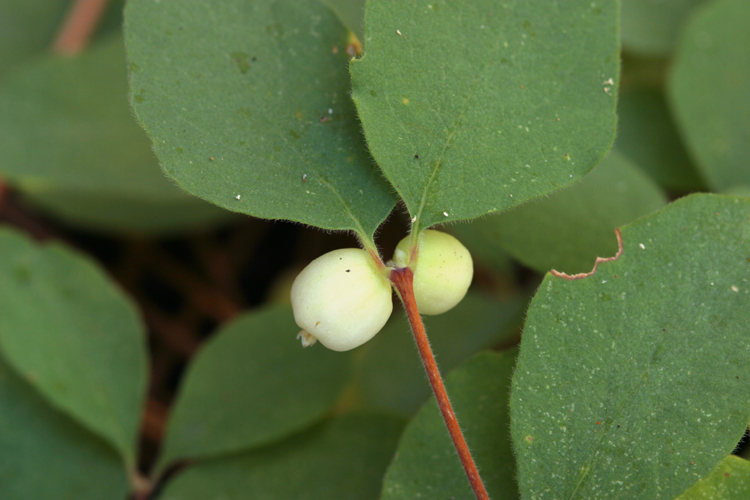 Image of creeping snowberry