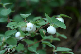 Image of creeping snowberry