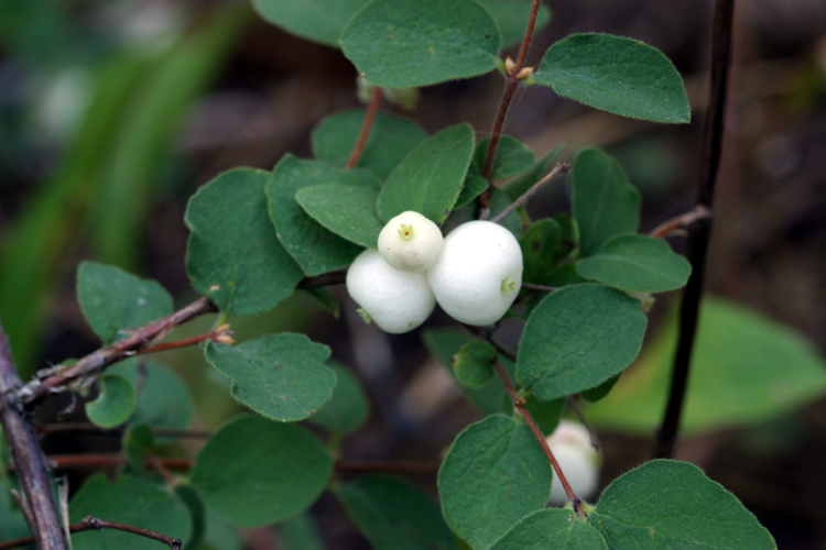 Image of creeping snowberry