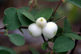 Image of creeping snowberry