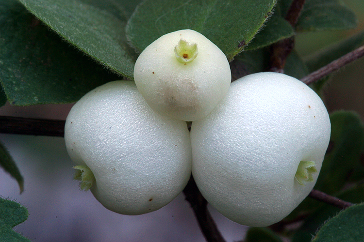 Image of creeping snowberry