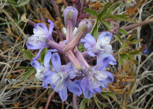 Image of Byron larkspur