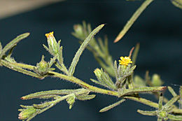 Dittrichia graveolens (L.) W. Greuter resmi