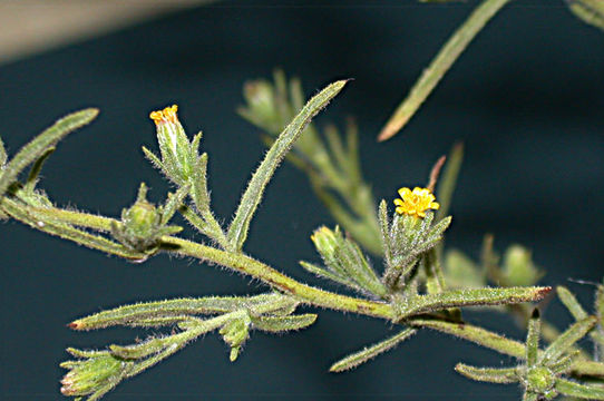 Image of stink aster